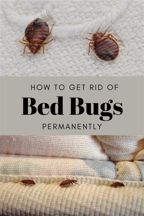 How To Get Rid Of Bed Bugs Permanently Kill