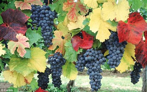 Check out our grape vine plant selection for the very best in unique or custom, handmade pieces from our craft supplies & tools shops. On the grapevine: Decorative as well as productive, a vine ...