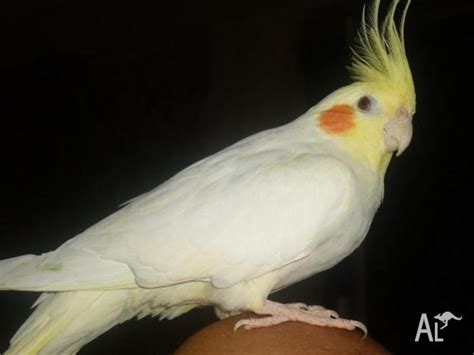 Yellow Female Cockatiel For Sale In Eight Mile Plains Queensland Classified