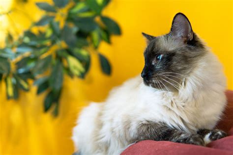 A Comprehensive Ranking Of The Most Popular Cat Breeds In America