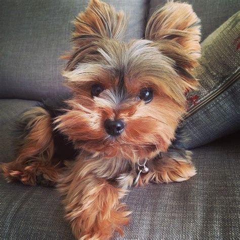 20 Of The Cutest Small Dog Breeds On The Planet Cutest Small Dog Breeds