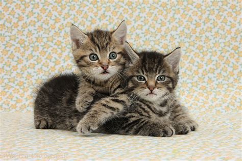 Two Cute Tabby Kittens On Flowery Background Photo Wp36484