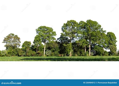 Group Of Tree Isolated Stock Photo Image Of Natural 236984012