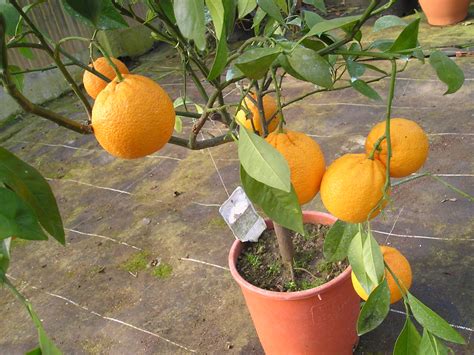 Oranger Cara Cara Citrus Sinensis Sylvestre Agrumes