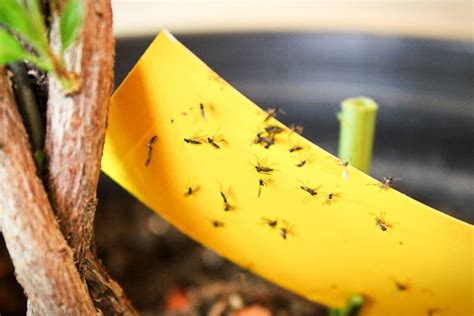 6 Ways To Get Rid Of Fungus Gnats In Houseplants For Good Smart