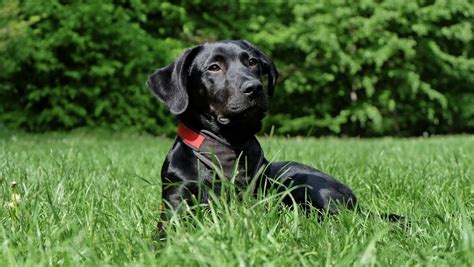 The 6 Best Dog Foods For Labs 2024 Pup Junkies