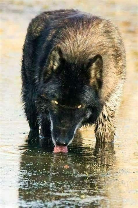 Drinking Black Wolf But Always On Alert Wolf Photos Wolf Pictures