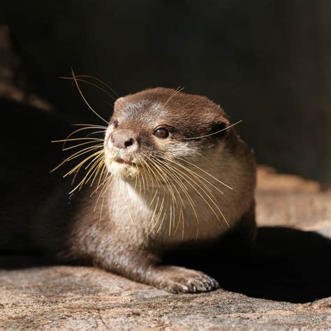 Asian Small-Clawed Otter - Lombok Wildlife Park