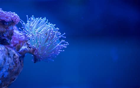 Free Images Sea Anemone Coral Reef Marine Biology