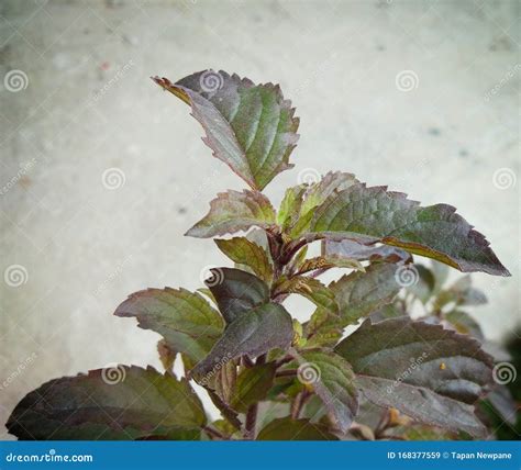 Holy Basil Plant Or Indian Krishna Tulsi The Queen Of Herb Holy Plant
