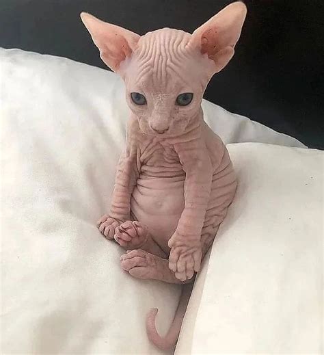 A Baby Sphynx Sitting Hairless Cats For Sale Cute Hairless Cat