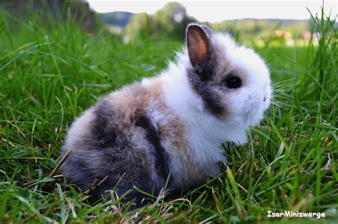 Unter dem begriff zwergkaninchen werden mehrere kleinwüchsige kaninchenrassen bezeichnet. Echte Minis Zwergkaninchen Farbenzwerge Löwenköpfchen und ...
