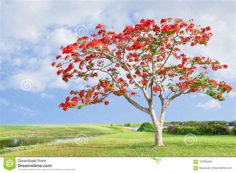 A primavera ci sono molti alberi che fioriscono in rosso, senza essere notati: Grande Albero Con I Fiori Rossi Fotografia Stock ...