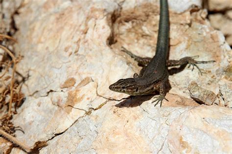 Lagarto Reptil Animal Foto Gratis En Pixabay Pixabay