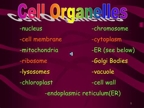 Animal Cell Organelles Ppt Cell Organelles Terms In This Set 14