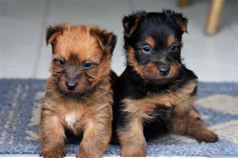 Contact michigan cairn terrier breeders near you using our free cairn terrier breeder search tool below! Australian Terrier - Puppies, Rescue, Pictures ...