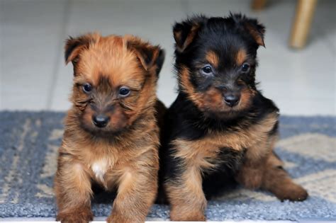 Puppy stork showcases adorable purebred & mixed breed puppies of all breeds & sizes. Australian Terrier - Puppies, Rescue, Pictures ...