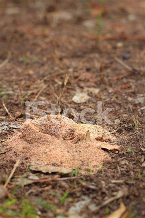 Ant Nest Stock Photo | Royalty-Free | FreeImages