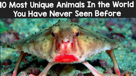 10 Most Unique Animals In The World You Have Never Seen Before