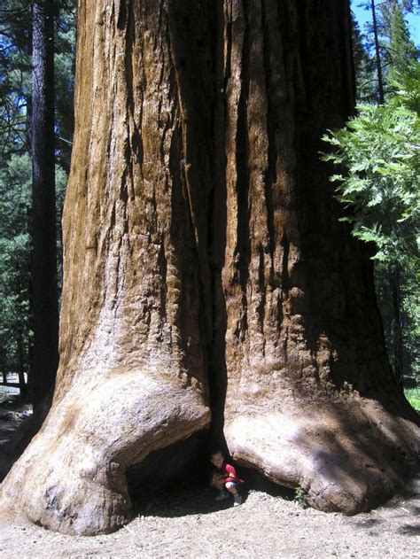A Massive Ancient Tree That Is Bigger Than Youd Believe 10 Pics