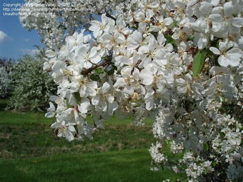 Plantfiles Pictures Flowering Crabapple White Cascade Malus By