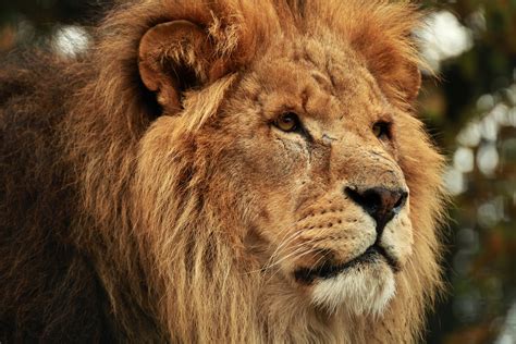 lion, Glance, Snout, Animals Wallpapers HD / Desktop and Mobile Backgrounds