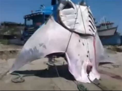 Massive 26ft Manta Ray Caught By Fishermen Off The Coast Of Peru