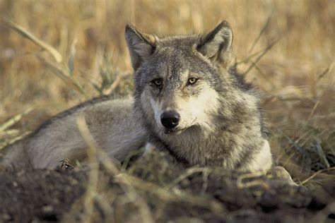 Court Mandates New Recovery Plan For Endangered Mexican Wolf Williams