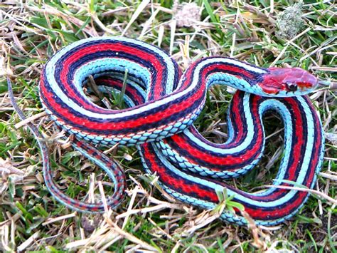 San Francisco Garter Snake Thamnophis Sirtalis Tetrataenia A Photo