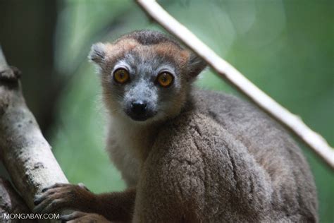 Female Crowned Lemur Eulemur Coronatus Madagascar3991