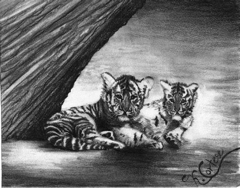 Tiger Cubs Drawing By Karen Cortese Fine Art America
