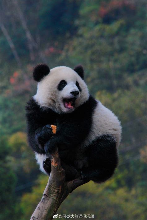 Giant Panda Meng Meng 萌萌 At Wolong Nation Nature Reserve In 2007 Ling