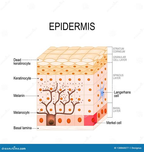 Sistema Tegumentario Estructura De La Piel Epidermis Dermis Images