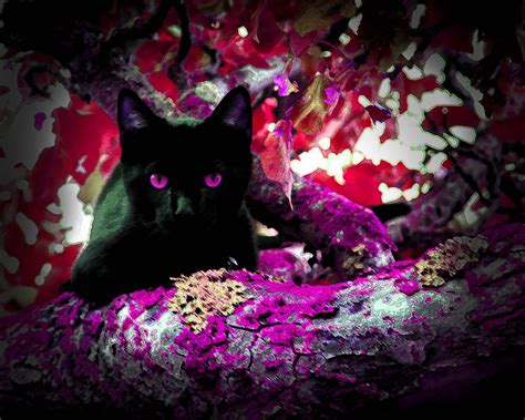 Black Cat Eyes Violet Purple Eyes By Studioroad354 On Etsy