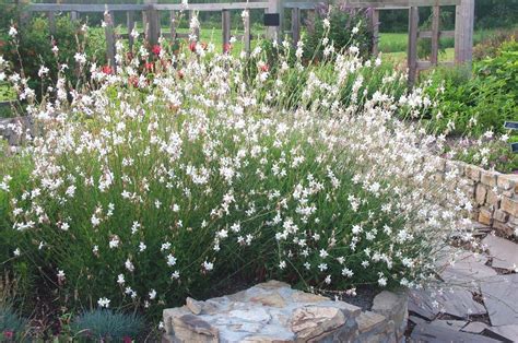 Huge collection, amazing choice, 100+ million high quality, affordable rf and rm images. Pin on Garden - Rivendell: fragrance & moonlight