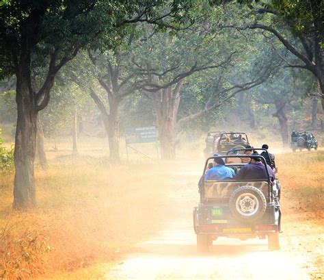 Bandhavgarh Tiger Safari The Evergreen Sal Forest La Safaris India