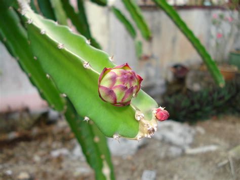 Maybe you would like to learn more about one of these? TEROPONG TEROPONG: Buah Naga