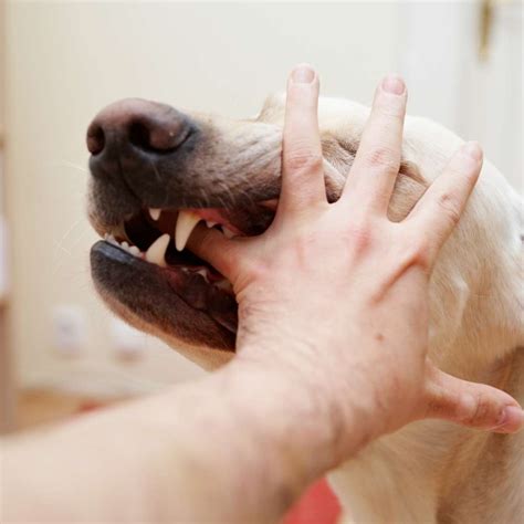 Healing Time Of Dog Bite Or Injury Archives Dog Sploot