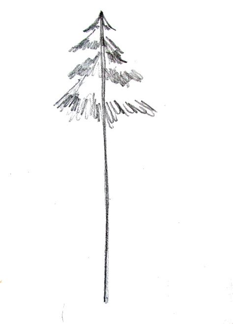 Simple Pine Tree Drawing At Explore Collection Of