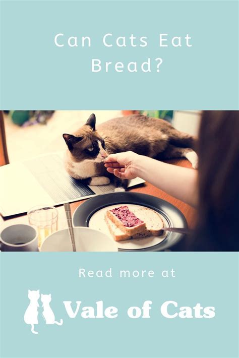 Can Cats Eat Bread Cats Cat Reading Cat Nutrition