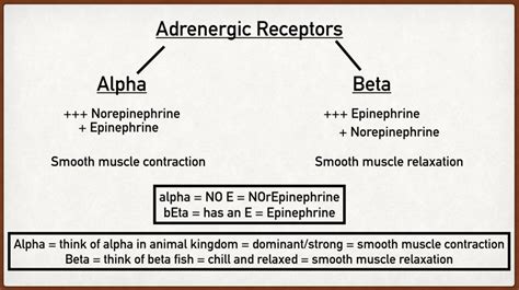 Alpha Adrenergic Receptor Types Function Location And Stimulation