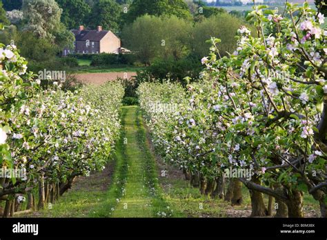 Cider Apple Orchard Uk Hi Res Stock Photography And Images Alamy
