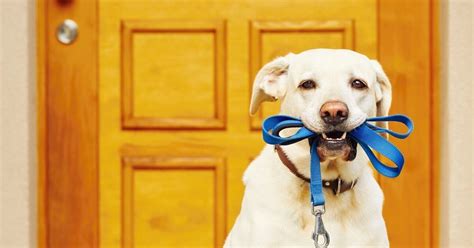 8 Signs Your Dog Wants To Go For A Walk Petguide