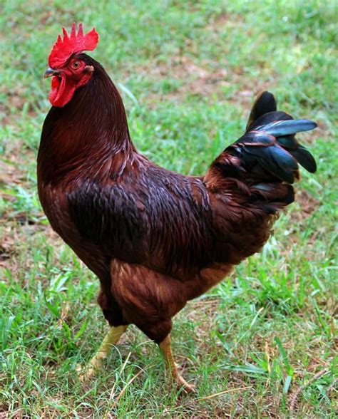 The Ultimate Guide To The Rhode Island Red Mranimal Farm