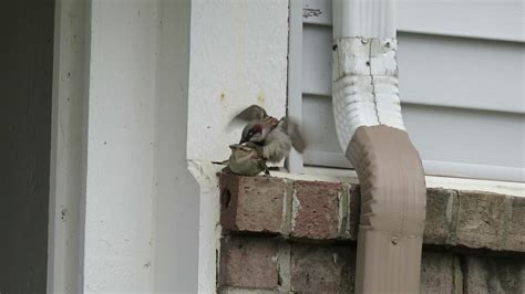 House Sparrows Mating Youtube