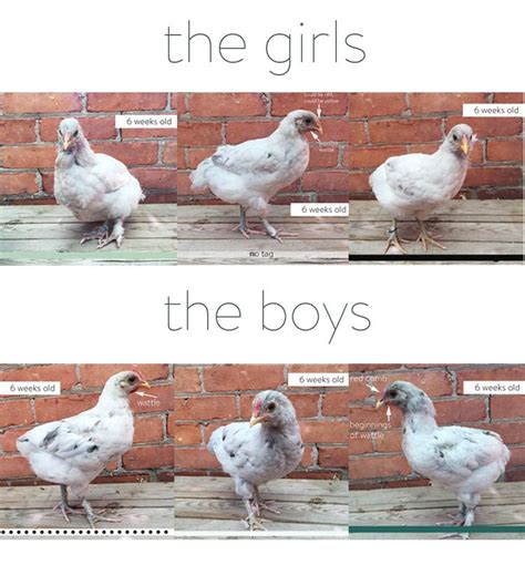How To Tell If You Have A Rooster The Ultimate Guide Artofit