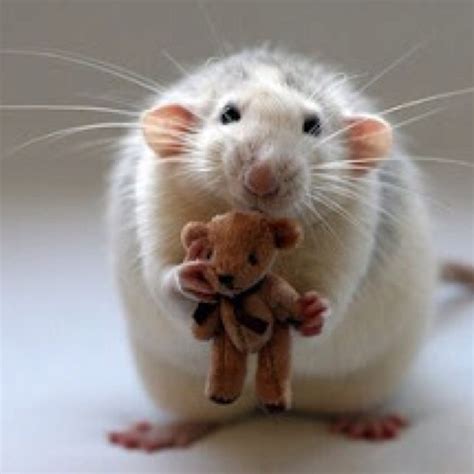 1000 Images About Dumbo Rats On Pinterest Dumbo Rat Rats And Hairless Rat