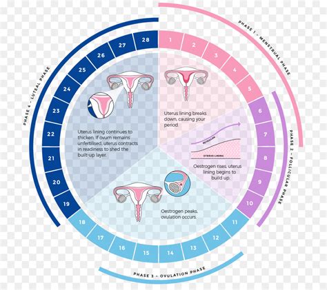 Siklus Menstruasi Menstruasi Fase Luteal Gambar Png