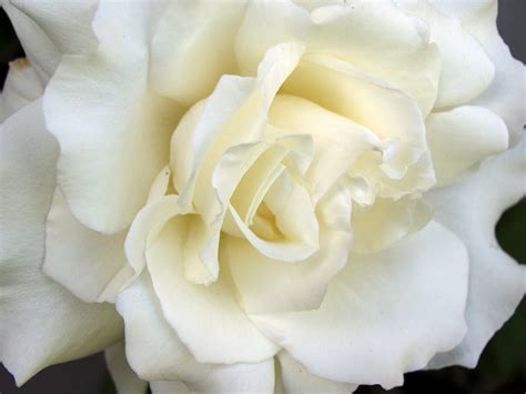 White Rose Flowers Flower Hd Wallpapers Images Pictures Tattoos