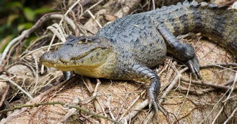 Caiman Endangered Animals Facts Wildlife Pictures And Videos